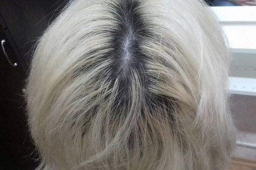 Для Коты студия
